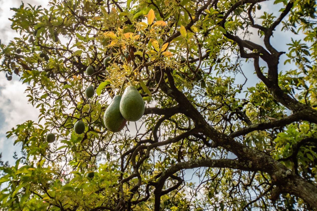 avocado tree at crows nest sipi