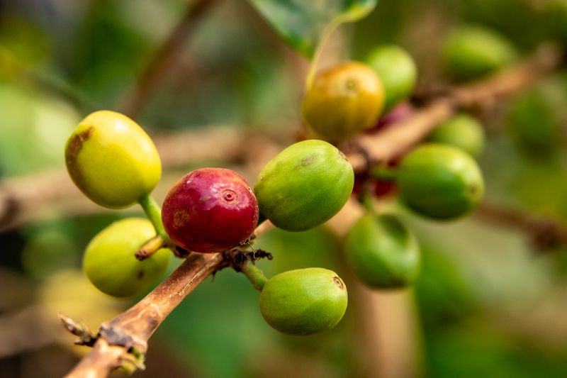 coffee beans