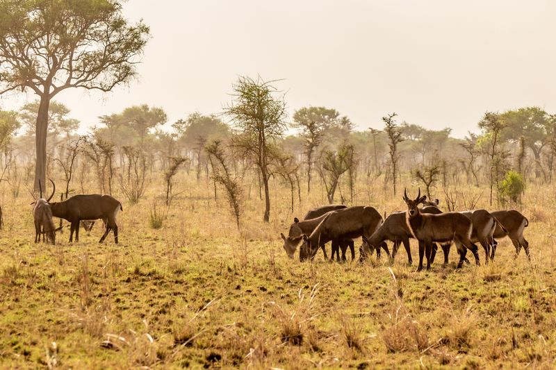 waterbucks in Pian Upe